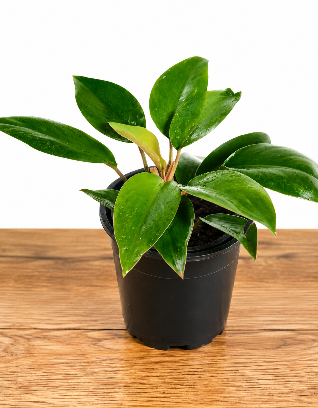 Philodendron Black Prince