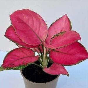 41vjdcp1o4l. uf1000,1000 ql80 