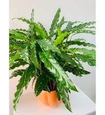 CALATHEA RUFIBARBA