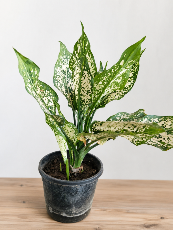 Aglaonema Snow White