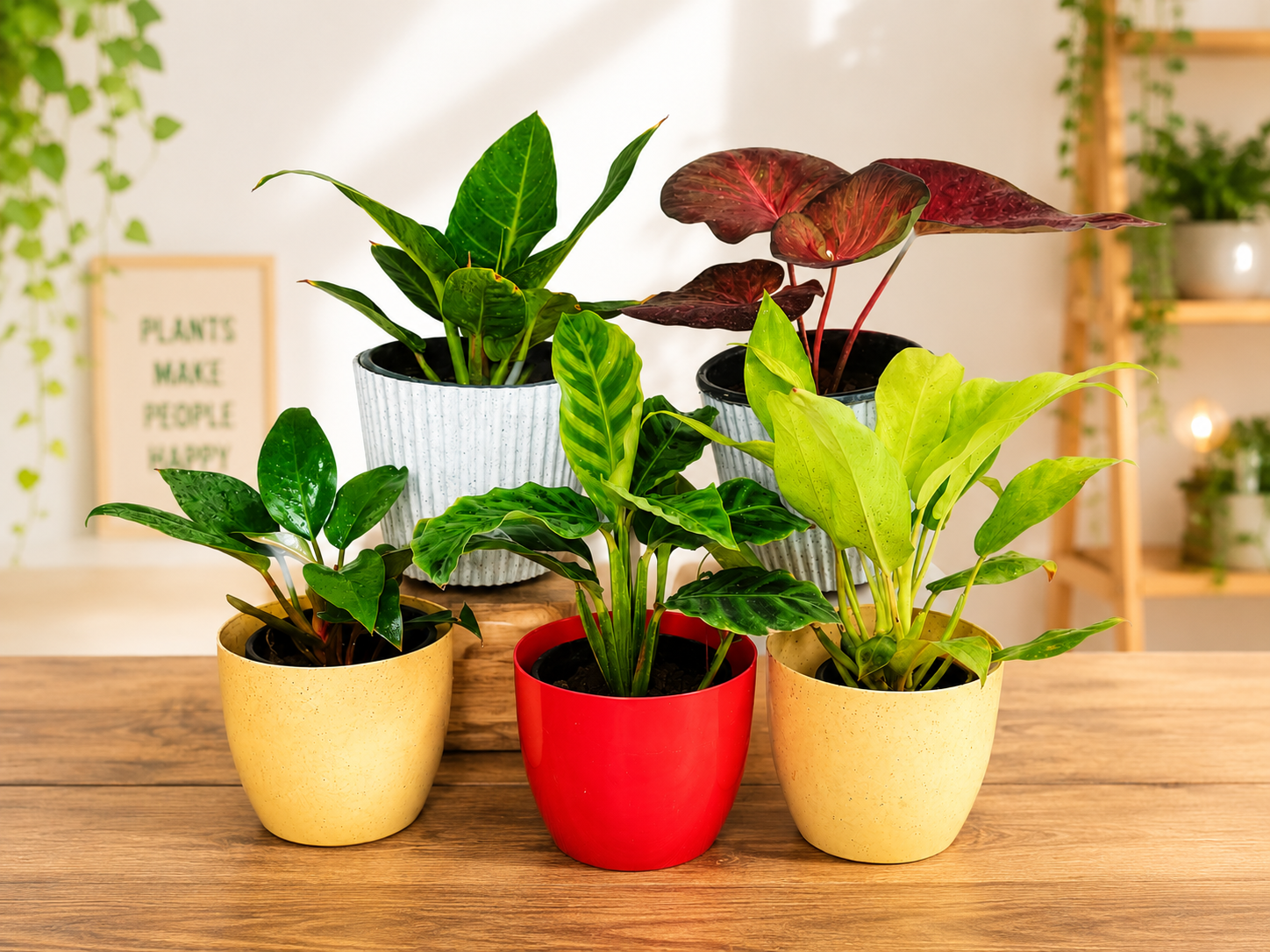 Indoor Plants