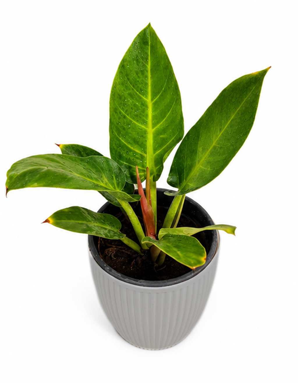 PHILO. GREEN MELINONII
