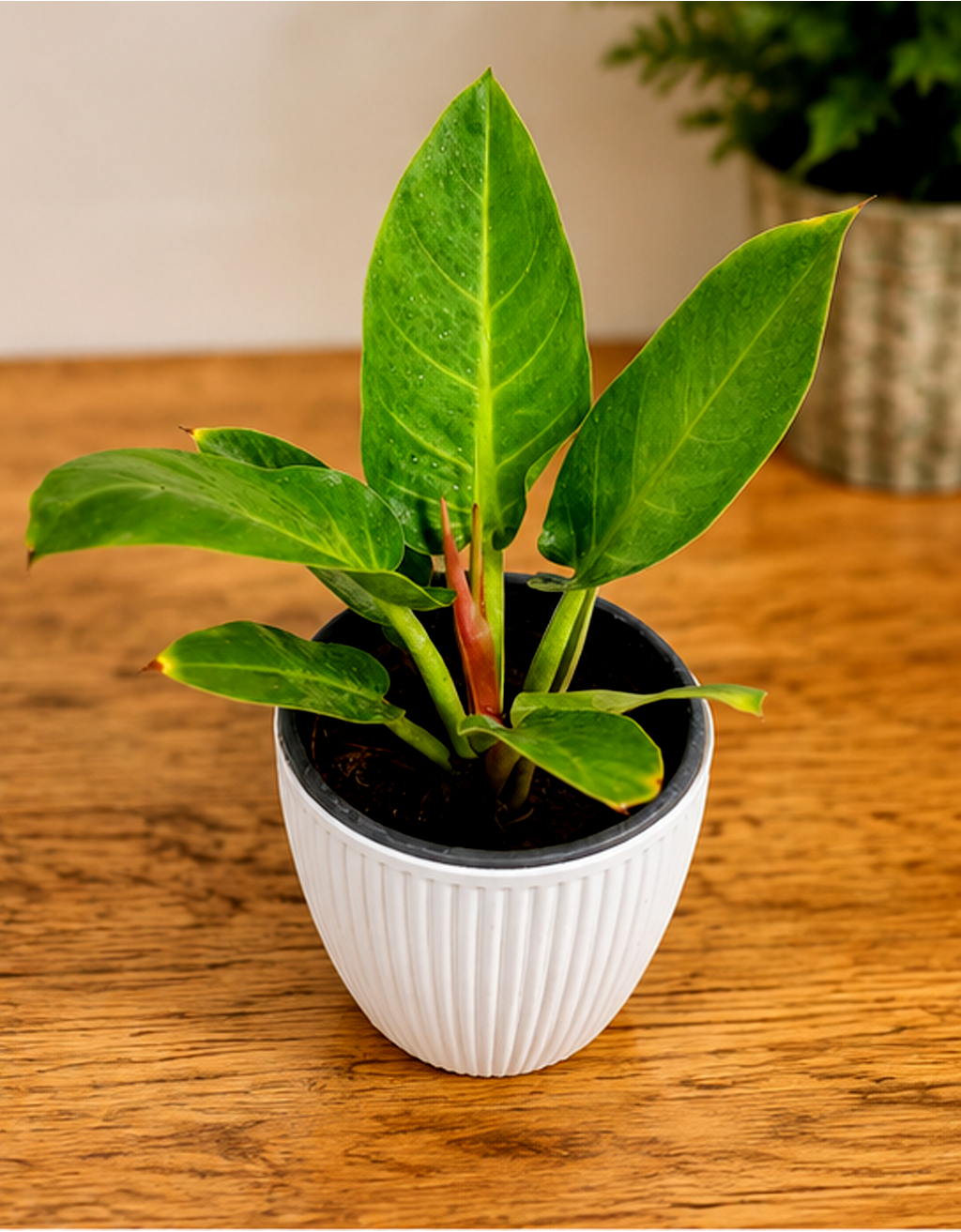 PHILO. GREEN MELINONII