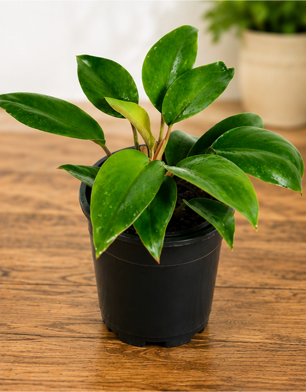 Philodendron Black Prince