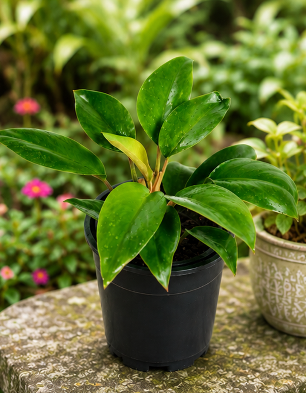 Philodendron Black Prince