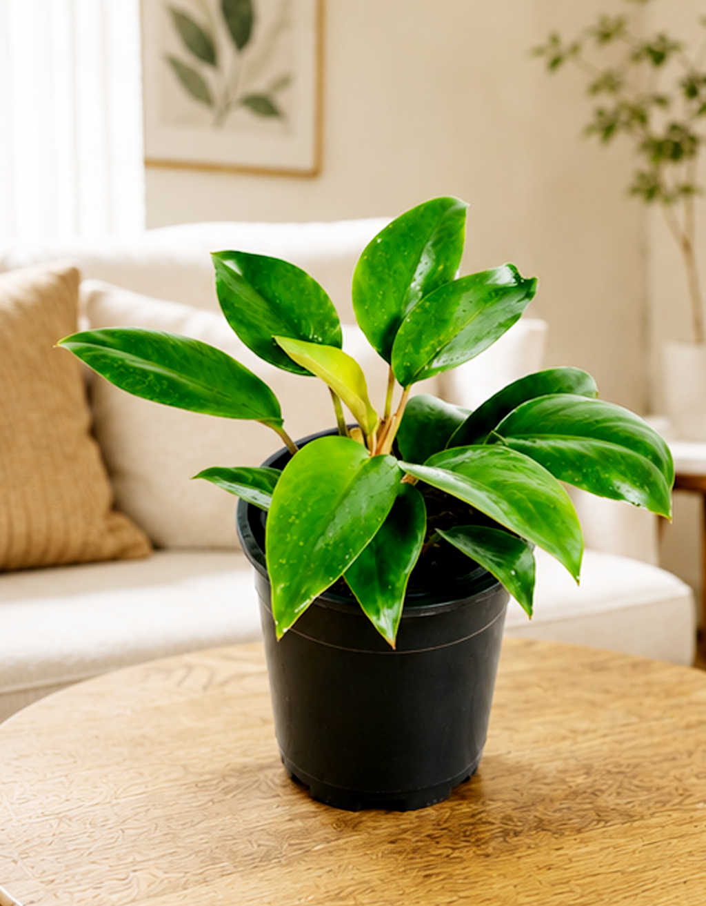 Philodendron Black Prince