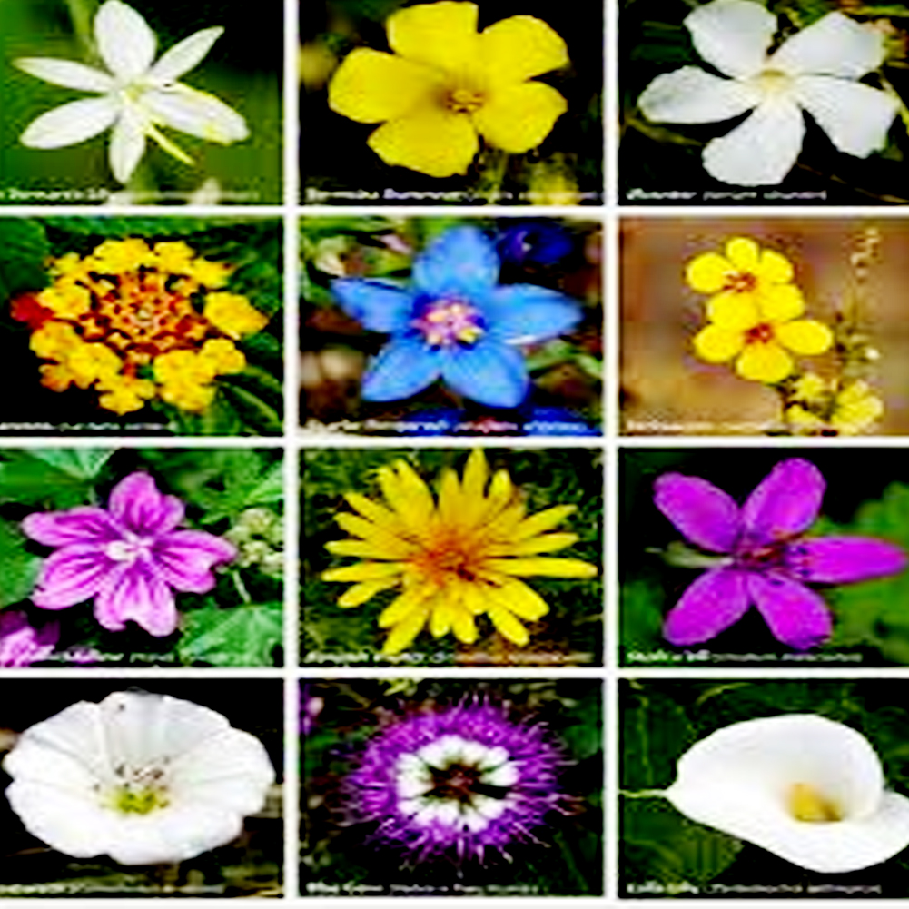 Flowers
