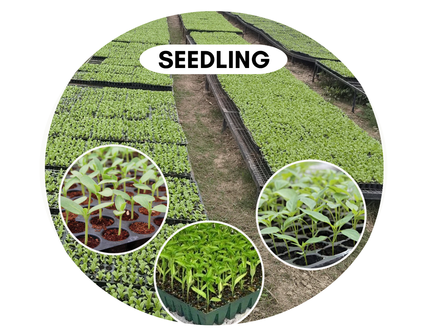 VEGETABLE SEEDLING