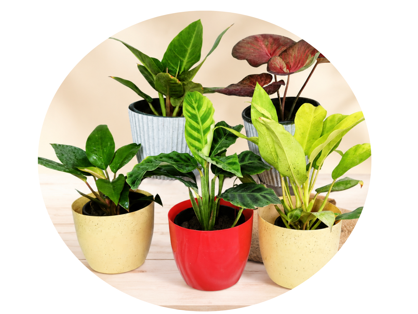 Indoor Plants